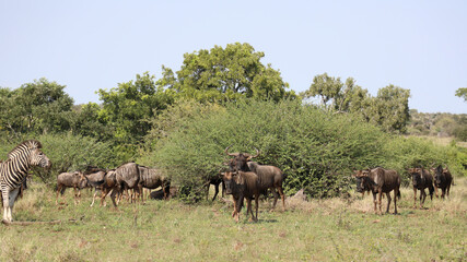 Naklejka premium Streifengnu / Blue wildebeest / Connochaetes taurinus
