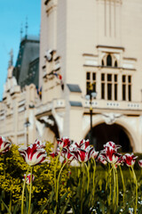 A vibrant spring scene with red and white tulips in full bloom in front of the Palace of Culture in Iași, Romania. The historic neo-Gothic building stands elegantly in the background