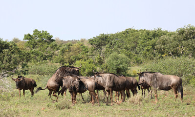 Fototapeta premium Streifengnu / Blue wildebeest / Connochaetes taurinus.