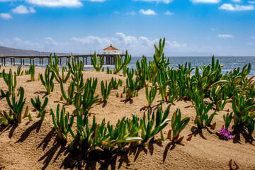 View of Manhattan Beach Pier with greenery and foliage in the foreground and dramatic blue sky and Palos Verdes in the background 