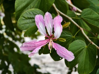 Phanera variegata flower in the morning 