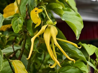 cananga odorata flower on blurry background
