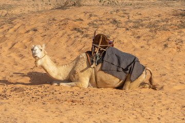 Deserto di Lampoul in senegal Africa