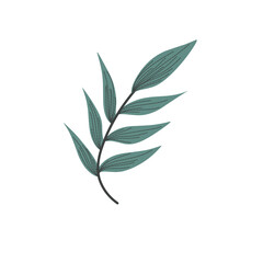 Handdrawn Leaf Illustration