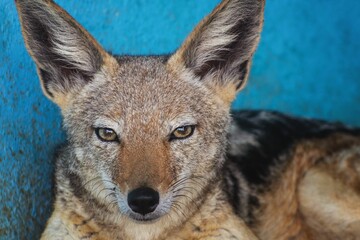 Jackal Close-up with Blue Background