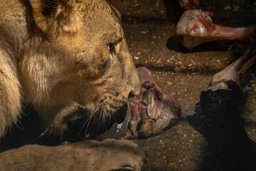 Lion feeding on raw meat in a natural setting.