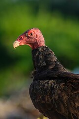 Turkey vulture in natural habitat.