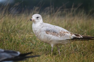 Seagull on Grassy Terrain