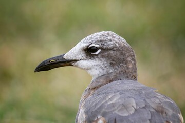 Close-up of a seagull with a blurred green background.