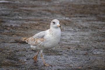 Seagull on the ground close-up