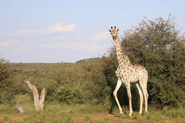 Giraffe / Giraffe / Giraffa camelopardalis