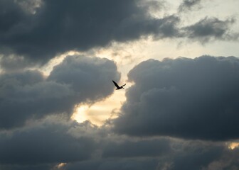 Bird silhouette in a cloudy sky.