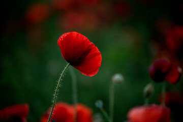 calm photo of red poppy flower close-up on natural noble green background of field