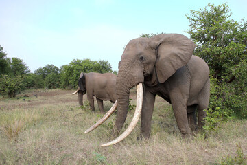 Obraz premium Afrikanischer Elefant / African elephant / Loxodonta africana