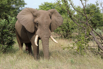 Obraz premium Afrikanischer Elefant / African elephant / Loxodonta africana