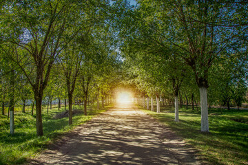 Light coming from the end of a tree lined path