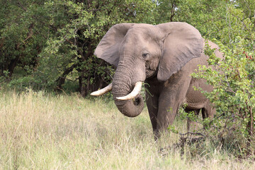 Fototapeta premium Afrikanischer Elefant / African elephant / Loxodonta africana