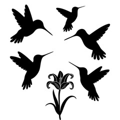 Hummingbirds in Flight with Flower