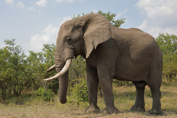 Fototapeta premium Afrikanischer Elefant / African elephant / Loxodonta africana