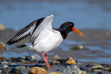 Austernfischer mit schwingenden Flügeln am Kiesstrand von Helgoland