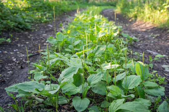The broadleaf plantain, white man's footprint, waybread, or greater plantain. Greater Plantain (Plantago major) growing in country lain. Young leaves edible and a plant used in herbal medicine. 
