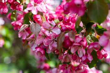 decorative apple tree in bloom, spring day
