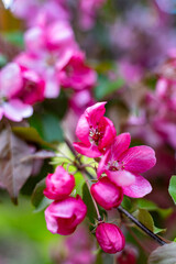 decorative apple tree in bloom, spring day