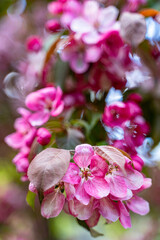 decorative apple tree in bloom, spring day