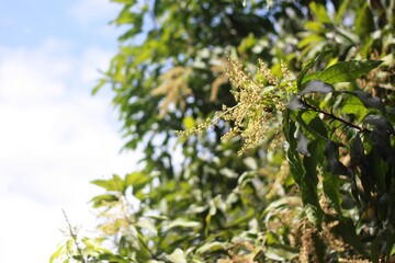 ดอกมะม่วง Mango blossom with sky