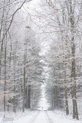 Zimowa droga pośrodku lasu  © pinus25