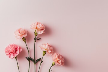 Pink carnations on pink background
