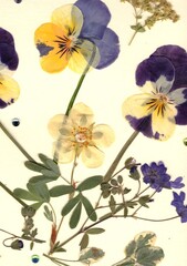 A display of pressed summer flower petals and leaves on a cream background.