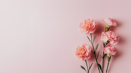 Obraz premium Pink carnations on pink background