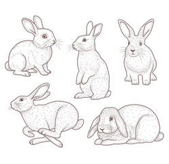 Bunny sketch. Vintage Hand-Drawn Bunny Illustrations.