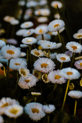 A serene close-up of white and yellow daisies in full bloom, adding a touch of natural beauty to a vibrant spring garden