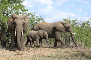 Fototapeta premium Afrikanischer Elefant / African elephant / Loxodonta africana