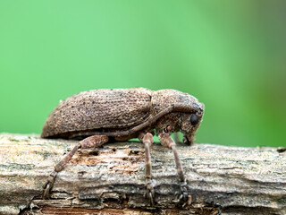 Close up of longhorn beetle (Pterolophia) family Cerambycidae