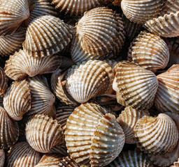 Close up of Cockle shell , abstrac cockling background cockles, fresh food
