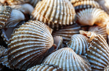 Close up of Cockle shell , abstrac cockling background cockles, fresh food