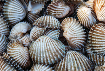 Close up of Cockle shell , abstrac cockling background cockles, fresh food