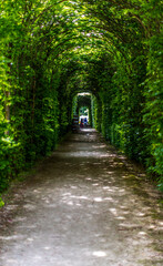 A pathway leads through a tunnel of trees within a park, surrounded by natural landscapes. The road surface is flanked by lush green grass, shrubs, and woodland plants