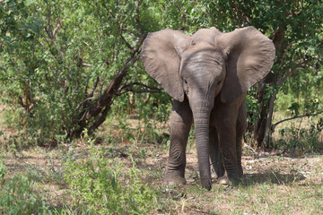 Fototapeta premium Afrikanischer Elefant / African elephant / Loxodonta africana