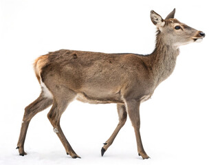 Fototapeta premium deer isolated white background