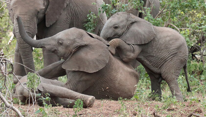 Fototapeta premium Afrikanischer Elefant / African elephant / Loxodonta africana