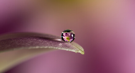 Water Drop on Leaf Reflecting Flower Blossom in Macro Shot