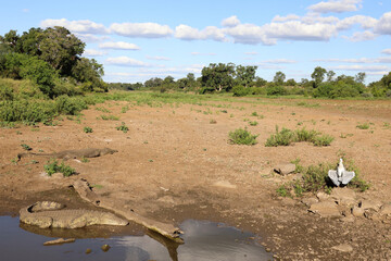 Nilkrokodil und Afrikanischer Graureiher / Nile crocodile and Grey heron / Crocodylus niloticus et...