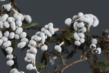 Physarum leucopus, slime from Finland, no common English name