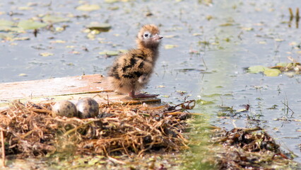wild duck in the pond