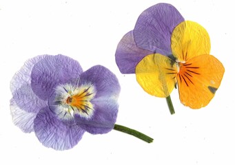 Pressed viola flowers on a white background.