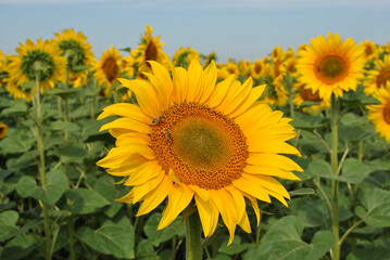 Sunflower Field Under a Summer Sky